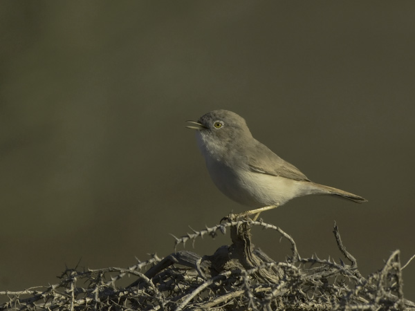 Kääpiökerttu, Asian Desert Warbler , Sylvia nana